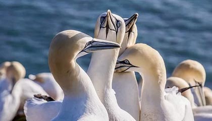 开云APP-布莱顿防守反击犀利，海鸥军团欲再创佳绩，布莱顿首发