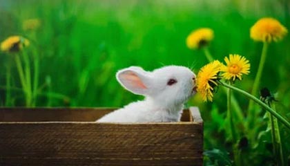 开云APP-布莱顿防守反击犀利，海鸥军团欲再创佳绩，布莱顿首发